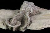 Alien-Looking Jimbacrinus Crinoid Fossil - Australia #68356-4